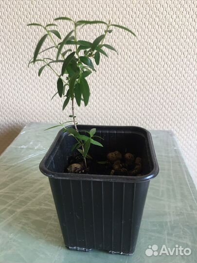 Комнатные цветы мирт