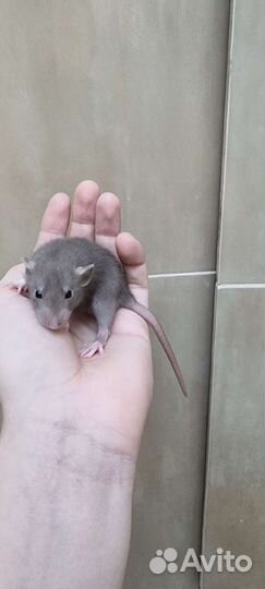 Крысята, крысы, крысы дамбо