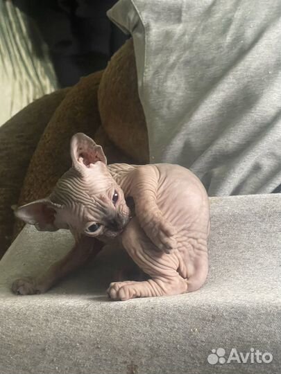 Канадский сфинкс