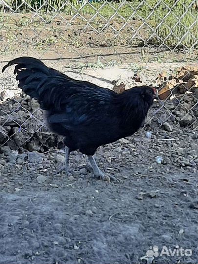 Петухи Амераукана