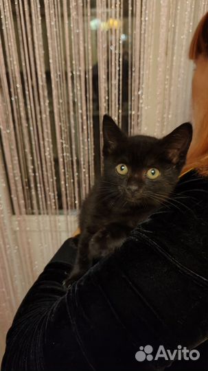 Кошка в дар