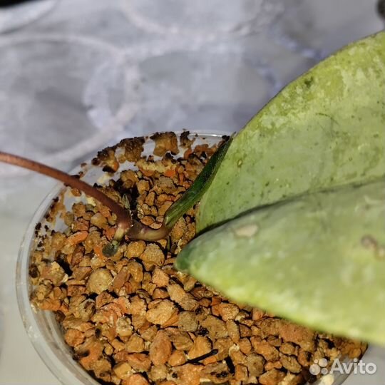 Хойя Митрата сильвер