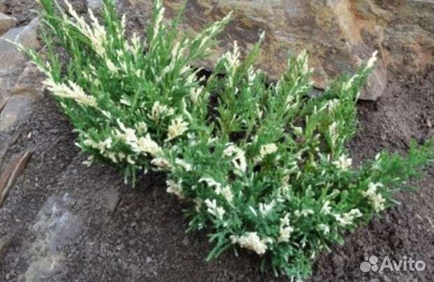 Можжевельник горизонтальный Андорра Вариегатта