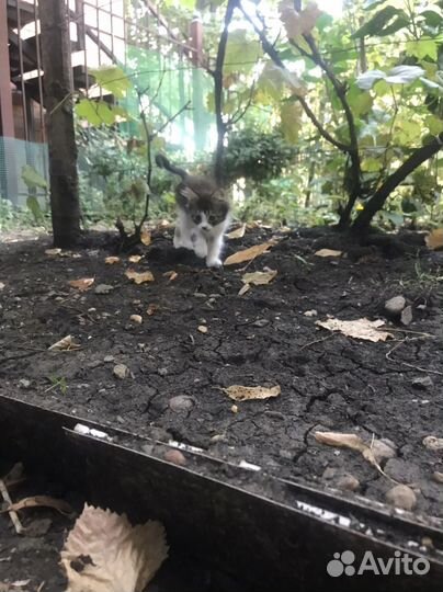 Маленький котенок в добрые руки