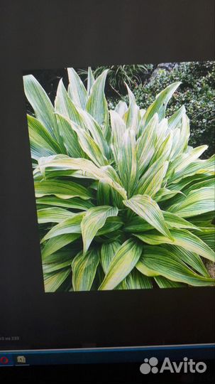 Хоста, лилейники, ирисы