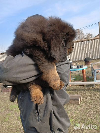 Тибетский мастиф