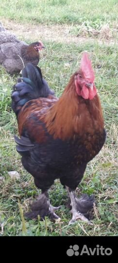 Куры и петух