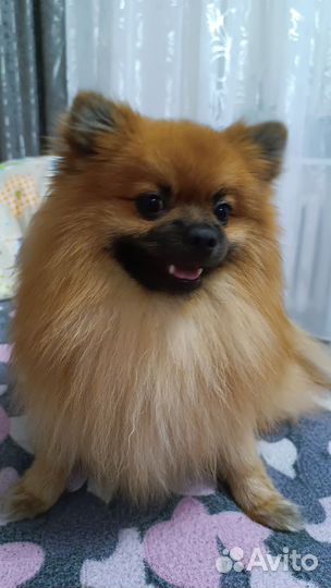 Вязка шпица