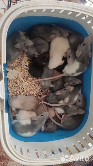 Кормовые крысы, крысы на корм, кормовые грызуны