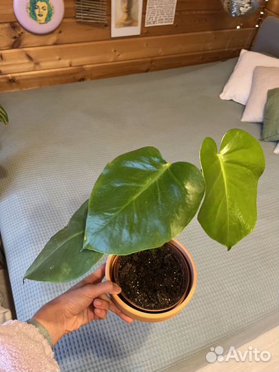 Монстера деликатесная