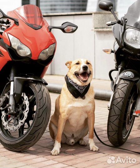 Собака очень ждет своего человека