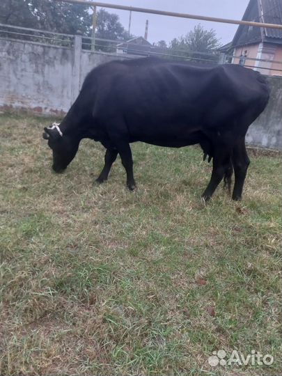 Корова стельная дойная