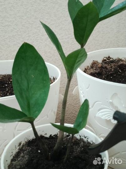 Замиокулькас