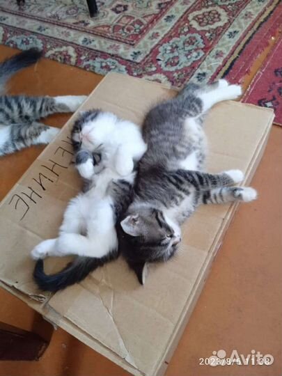 Котик серый