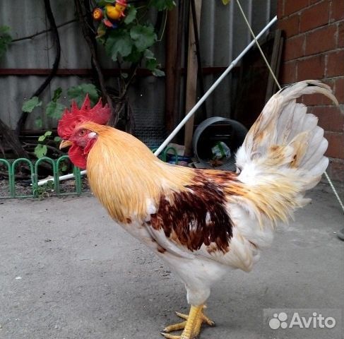 Молодые петушки