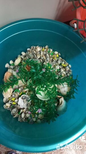 Ракушка в аквариум
