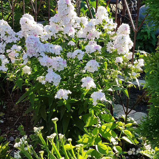 Саженцы многолетников из своего сада