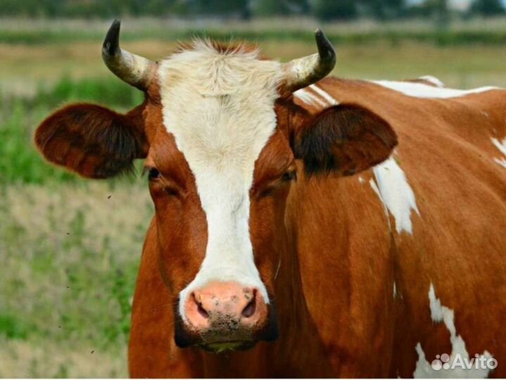 Продажа крс