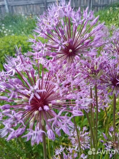 Луковицы декоративного лука