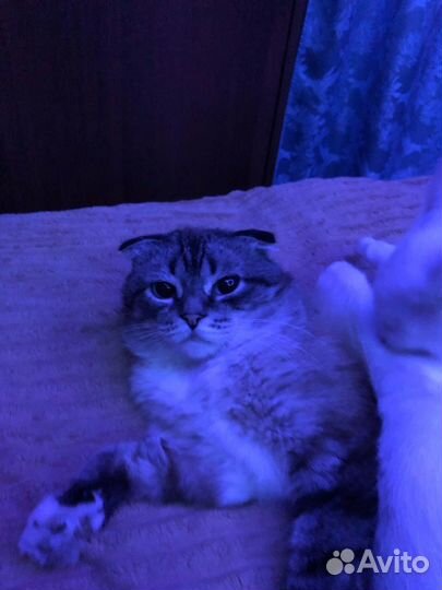 Вислоухий кот