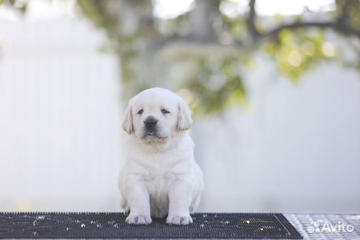 Щенок лабрадора (девочка)