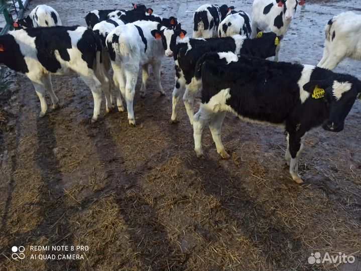 Телята бычки