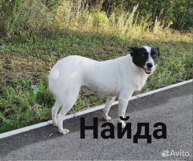 Собачки в добрые руки