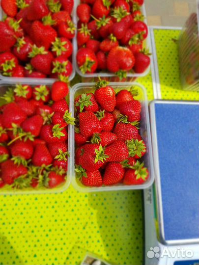 Клубника домашняя с Рамони, саженцы усы клубники