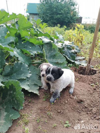 Отдам щенка