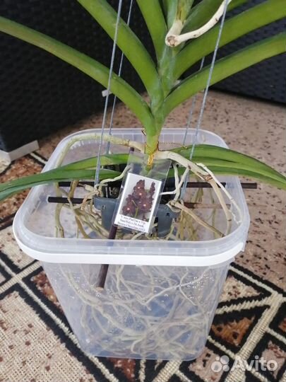 Орхидея ванда