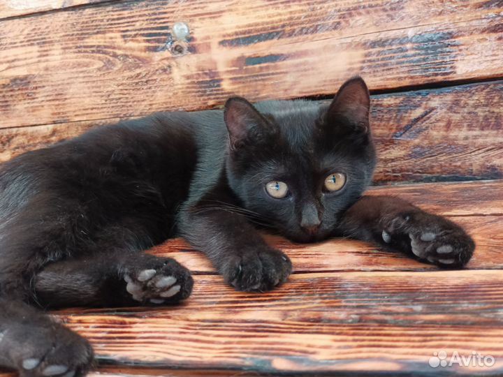 Шотландские метисы