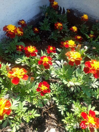 Рассада цветов (бархатцев) и цветы для корзин