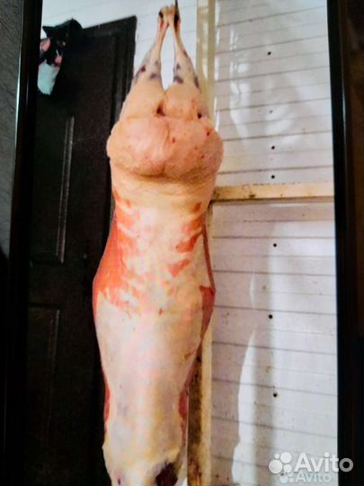 Курдючные бараны