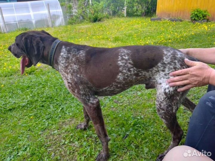 Курцхаар вязка