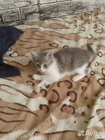Котята в добрые руки бесплатно