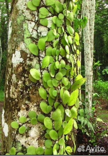 Папоротник Lemmaphyllum microphyllum