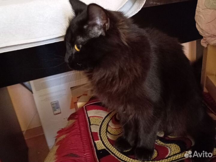 Черная кошка