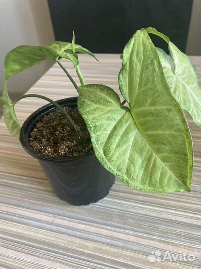 Сингониум Баттерфляй