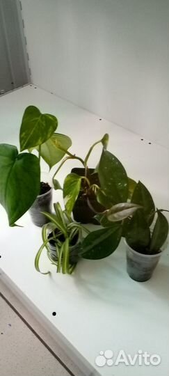 Комнатные цветы