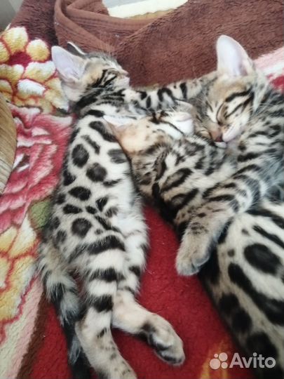 Бенгальский котенок(девочка)