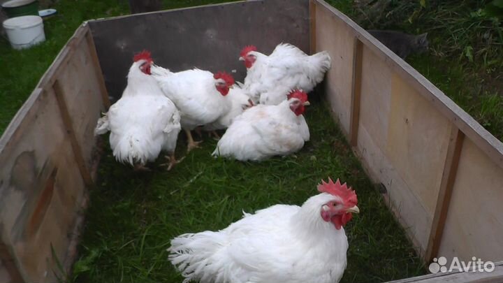 Брудер (клетка) для бройлеров, цыплят, кур
