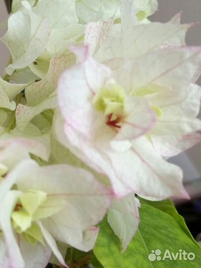 Бугенвеллия