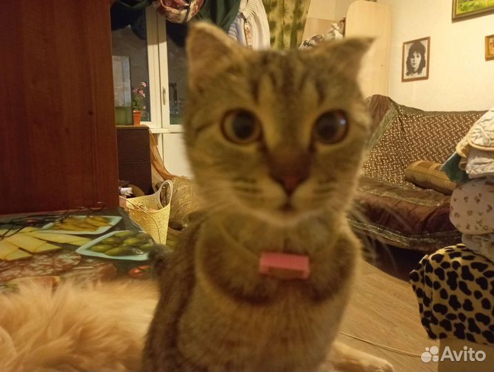 Котята в дар