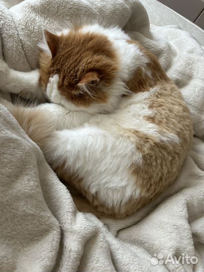 Отдам кота в добрые руки