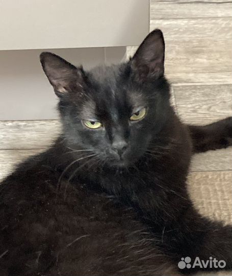 Кошка в дар