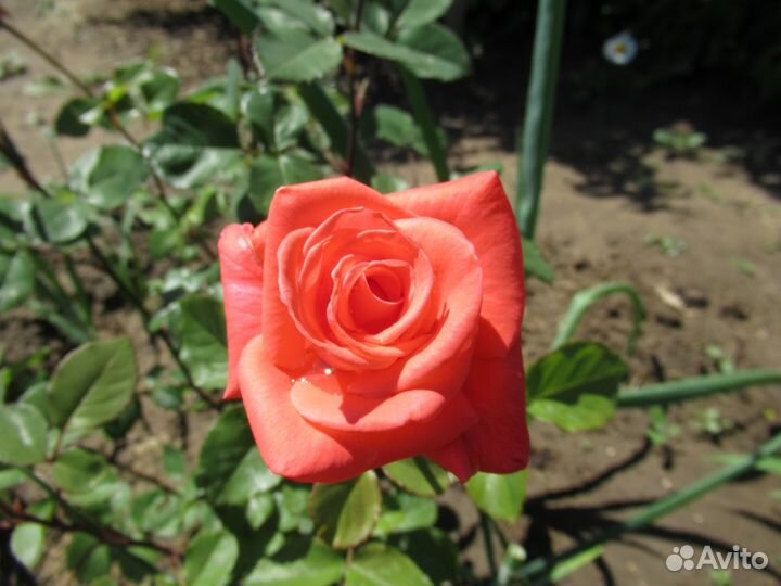 Многолетние цветы до и после цветения