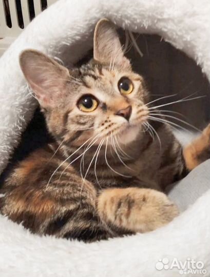 Котенок курильский бобтейл