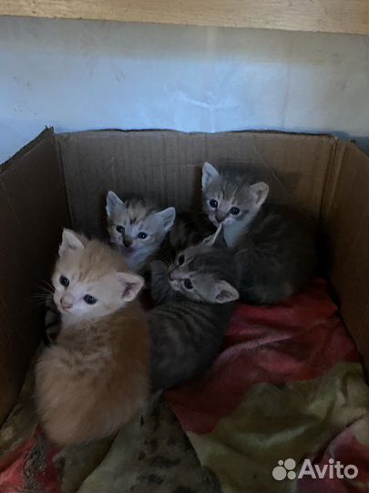Котята 2 мальчика 3 девочки