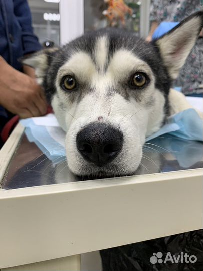 Сибирский хаски