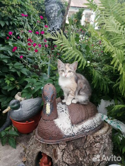 Кошечка в добрые руки